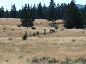 jocko creek horses