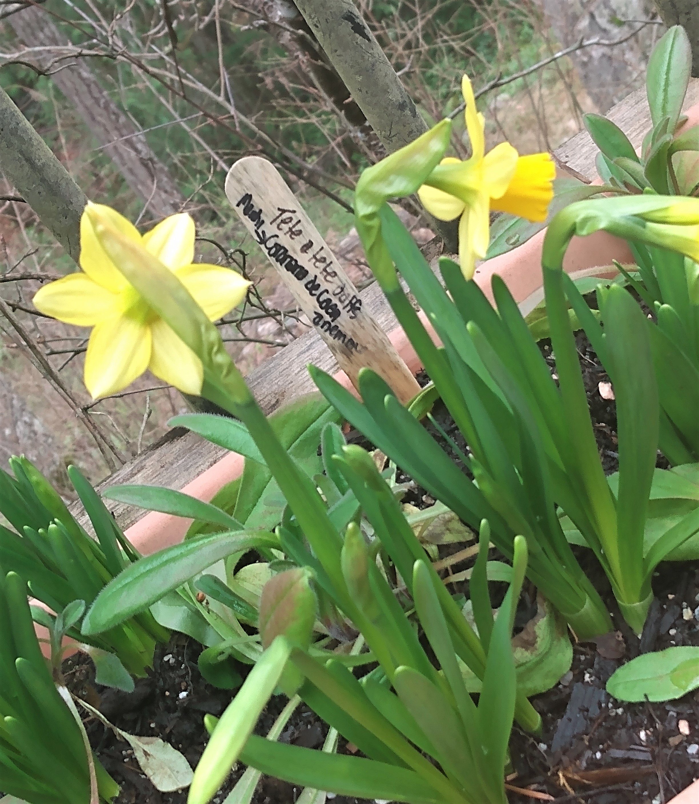 morning daffodils